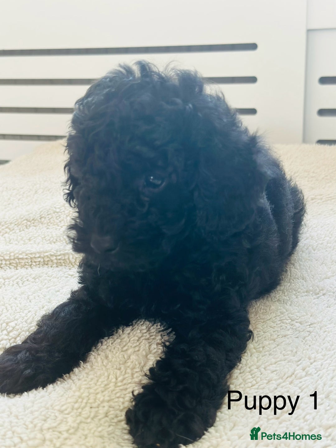 Toy Poodle dogs for sale: Pure Black Toy Poodles Puppies £700  - Image 3