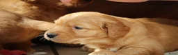 Golden Retriever dogs for sale: Dark Red KC Reg Working Golden Retriever Puppies - Advert 8
