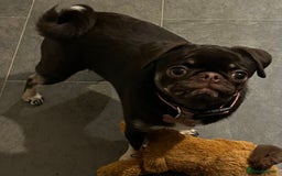 Pug dogs for sale: Tiny pug girl - Advert 18