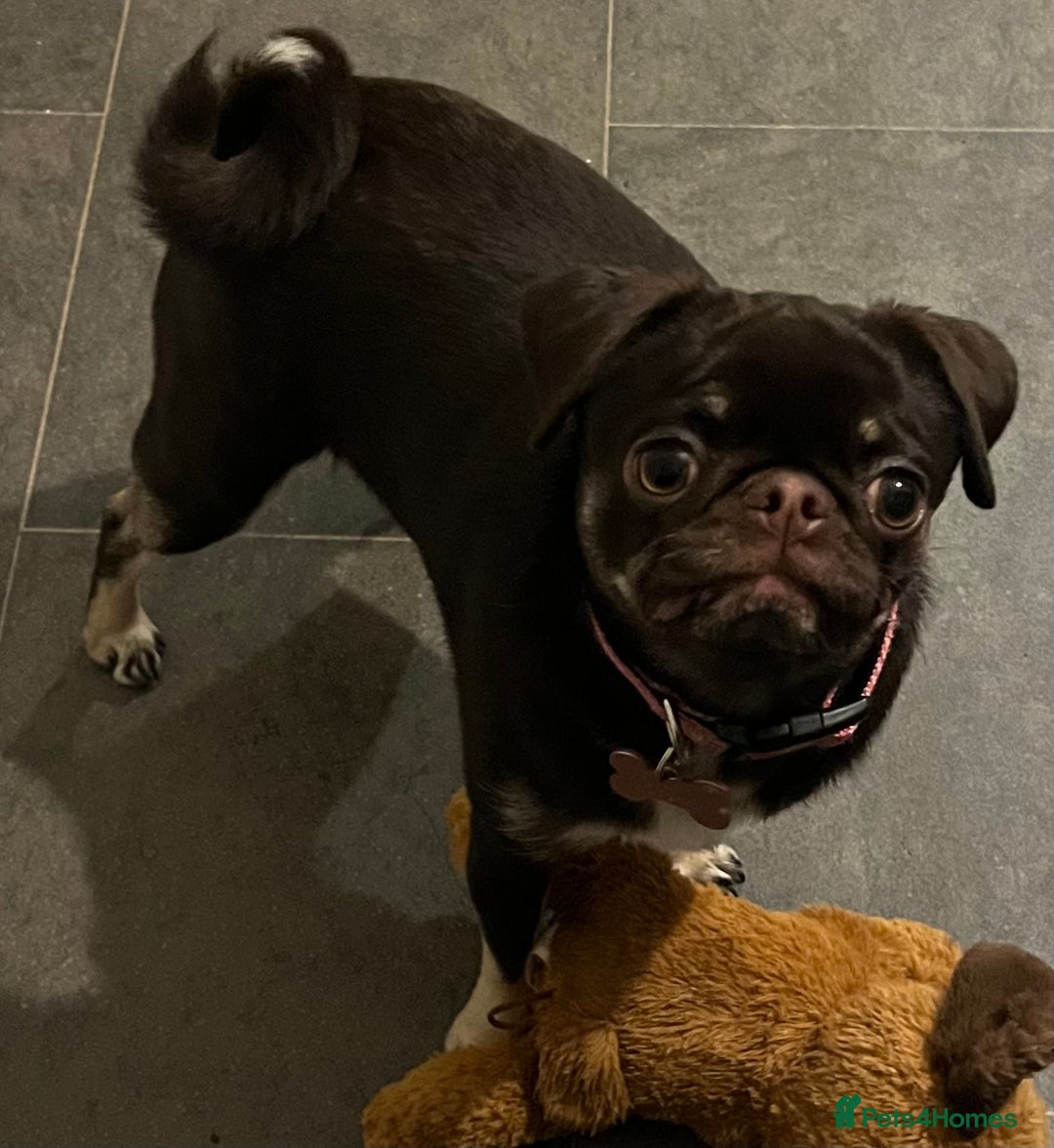 Pug dogs for sale: Tiny pug girl - Advert 18