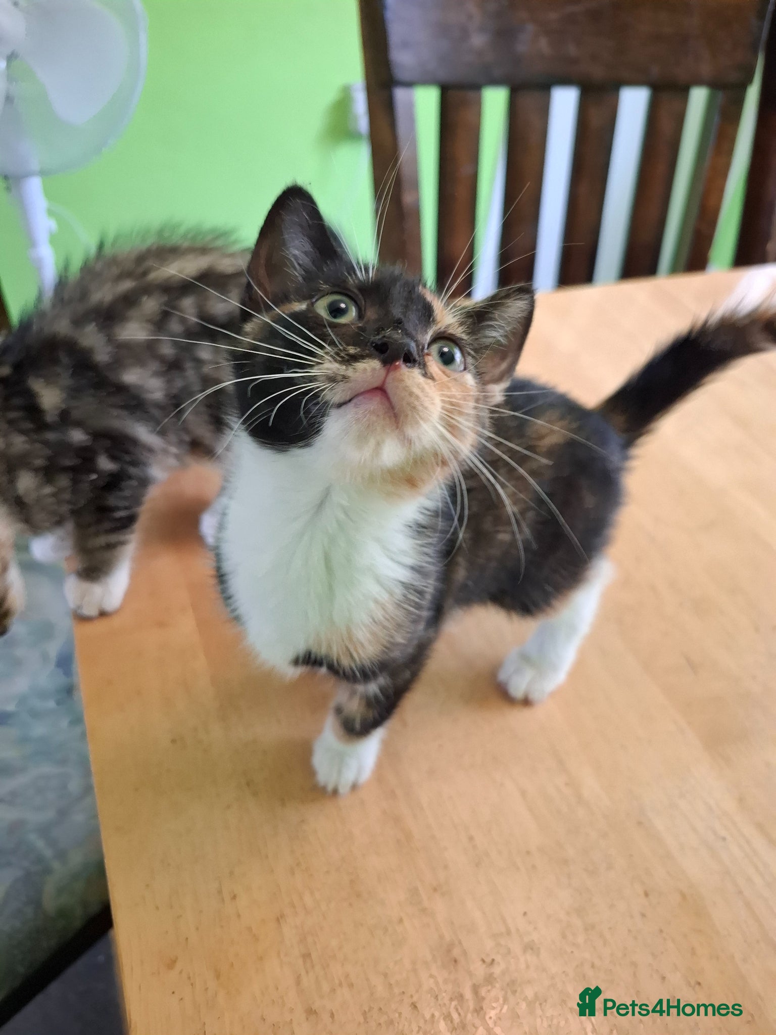 Mixed Breed Kitten 4