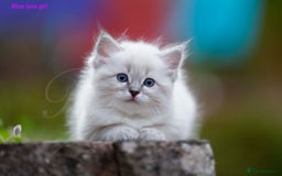 Ragdoll cats for sale: Stunning GCCF Registered Heart Melting Affection - Image 13