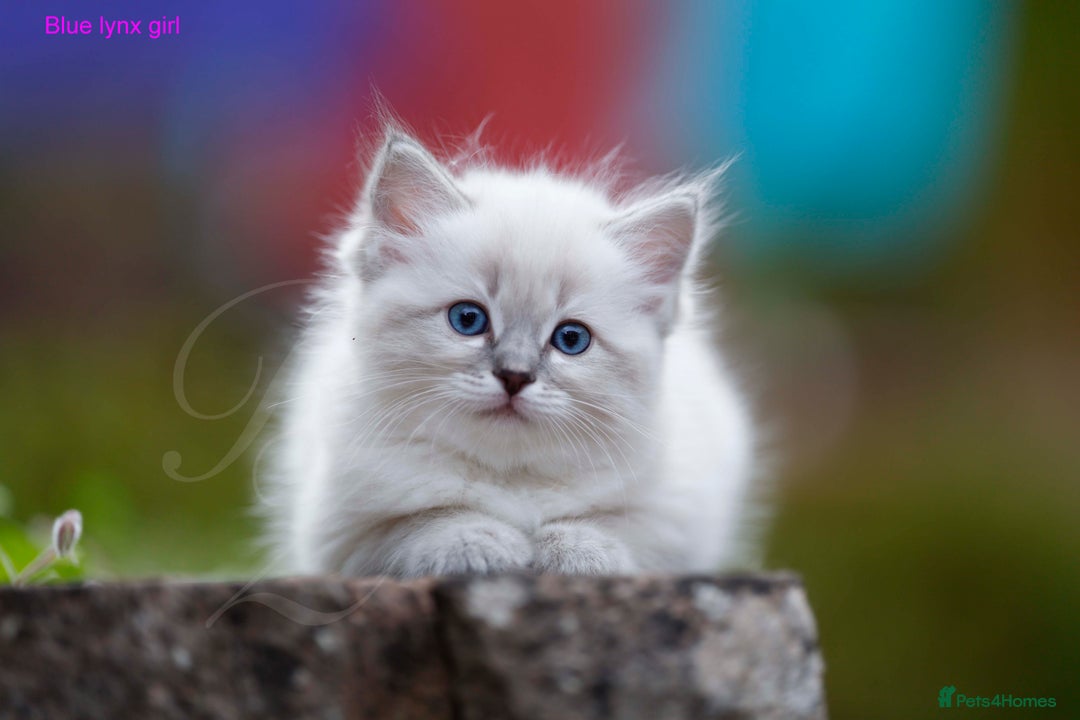 Ragdoll cats for sale: Stunning GCCF Registered Heart Melting Affection - Image 13