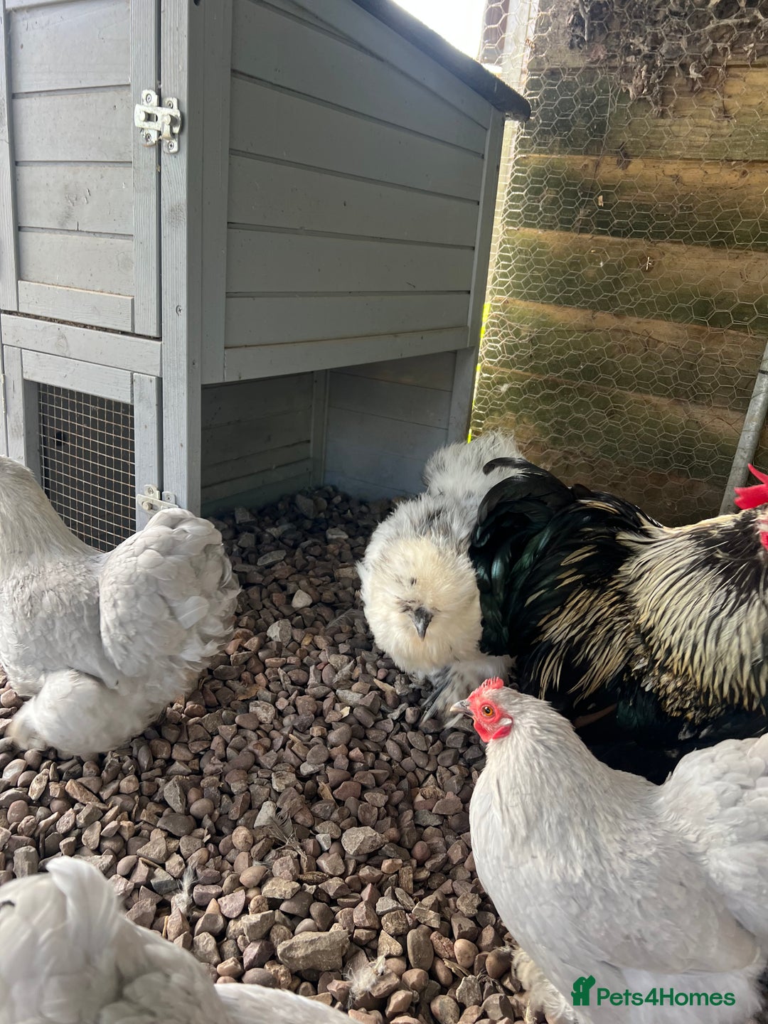 Chickens poultry for sale: MIXED HATCHING EGGS - Pekin, Silkie, Pekin/Silkie - Advert 4