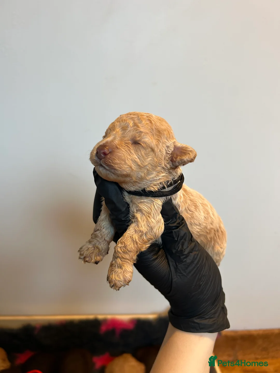 Maltipoo dogs for sale: Chocolate & tan Maltipoos (TOY!) - Advert 22