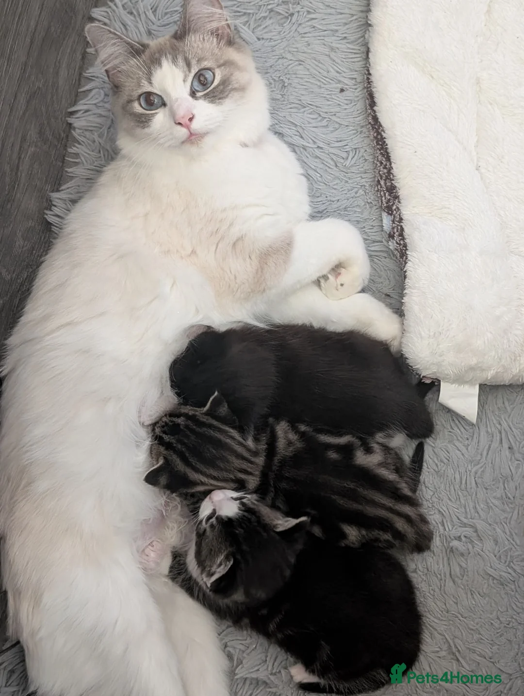 Mixed Breed cats for sale: 2 female mixed rag dolls  - Advert 14