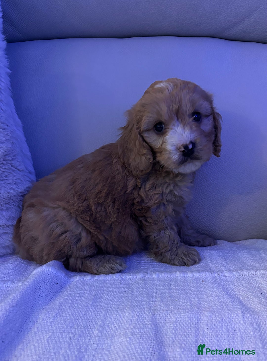 Cockapoo dogs for sale: 🐶🐶 cockerpoo puppies 🐶🐶 - Advert 9