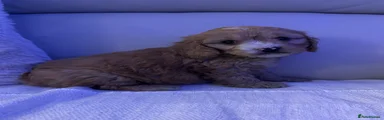 Cockapoo Puppy 1