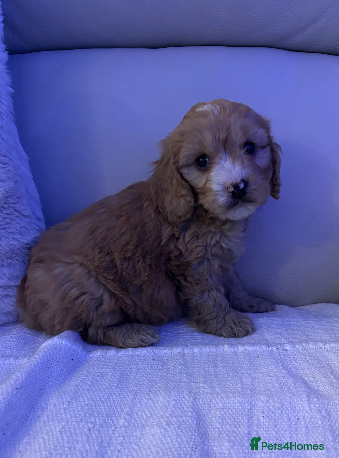 Cockapoo dogs for sale: 🐶🐶 cockerpoo puppies 🐶🐶 - Advert 9