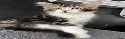 Mixed Breed cats for sale: Fluffy Kittens for sale - Advert 4