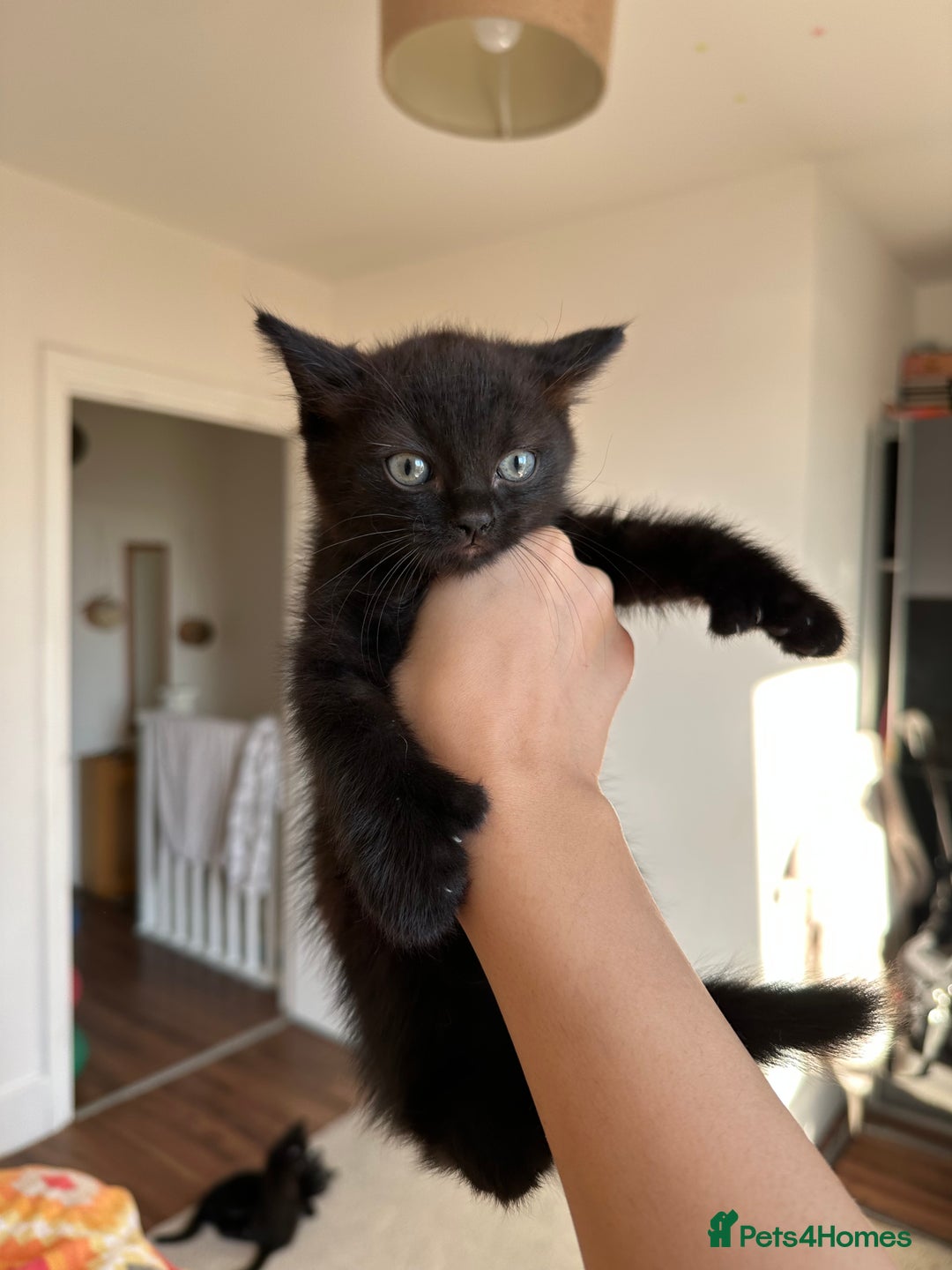 Ragdoll cats for sale: beautiful kittens for sale - Advert 7