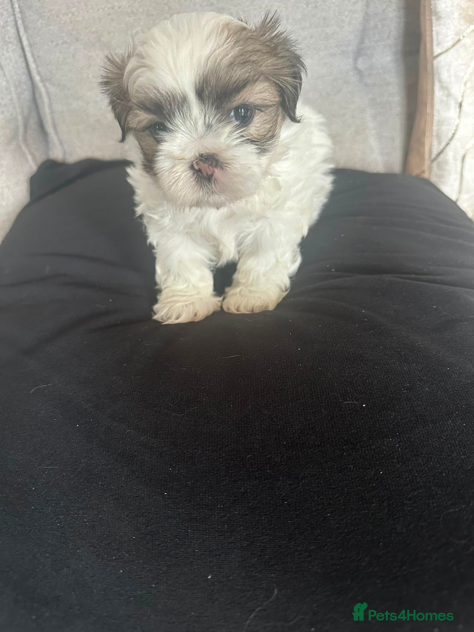 Shih Tzu dogs Imperial Shih Tzu Pups For Sale - Advert 19