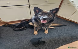 German Shepherd dogs for sale: GLENCONNER KC REGISTERED GERMAN SHEPHERD PUPS  - Image 2