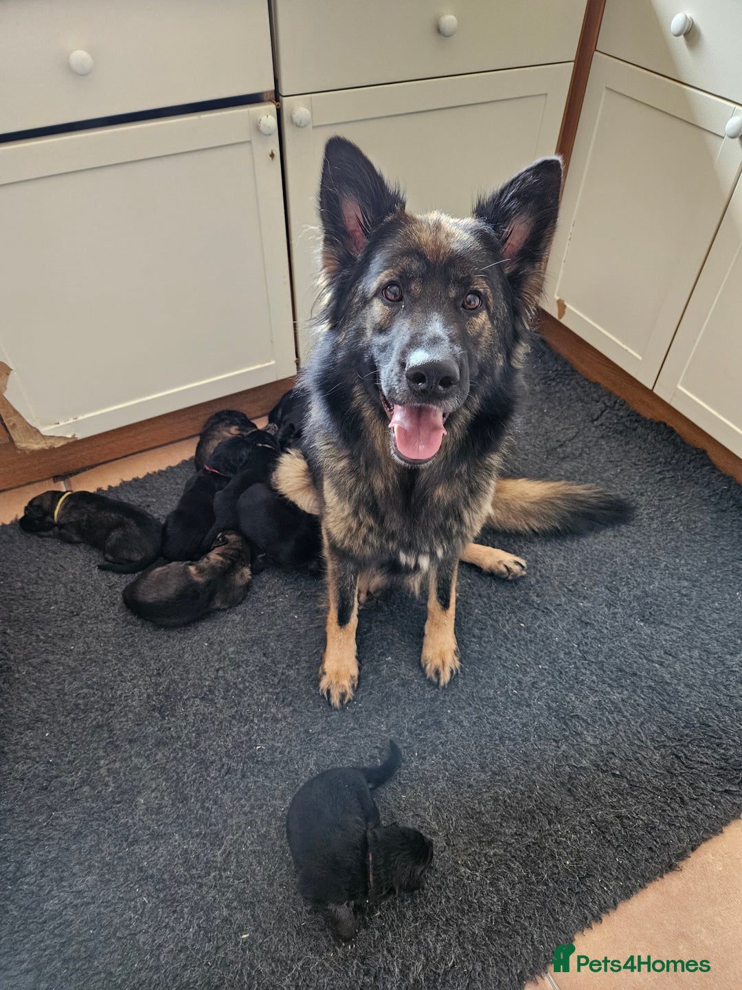 German Shepherd dogs for sale: GLENCONNER KC REGISTERED GERMAN SHEPHERD PUPS  - Image 2