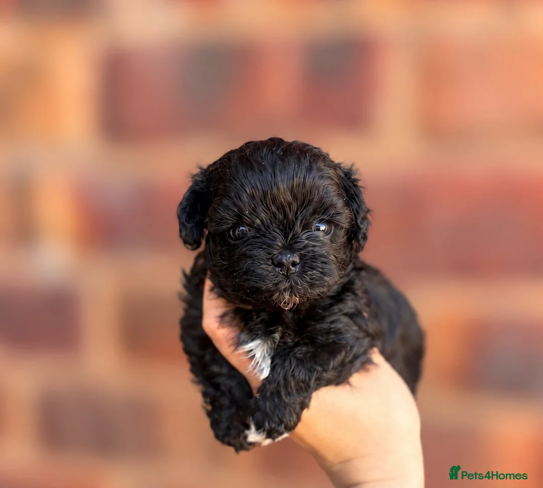 Maltipoo dogs for sale: ✨🖤 EXCLUSIVE ASIAN MALTIPOO BABIES 🖤✨ - Advert 1