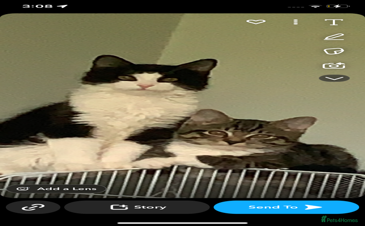 Ragdoll cats - Advert 10