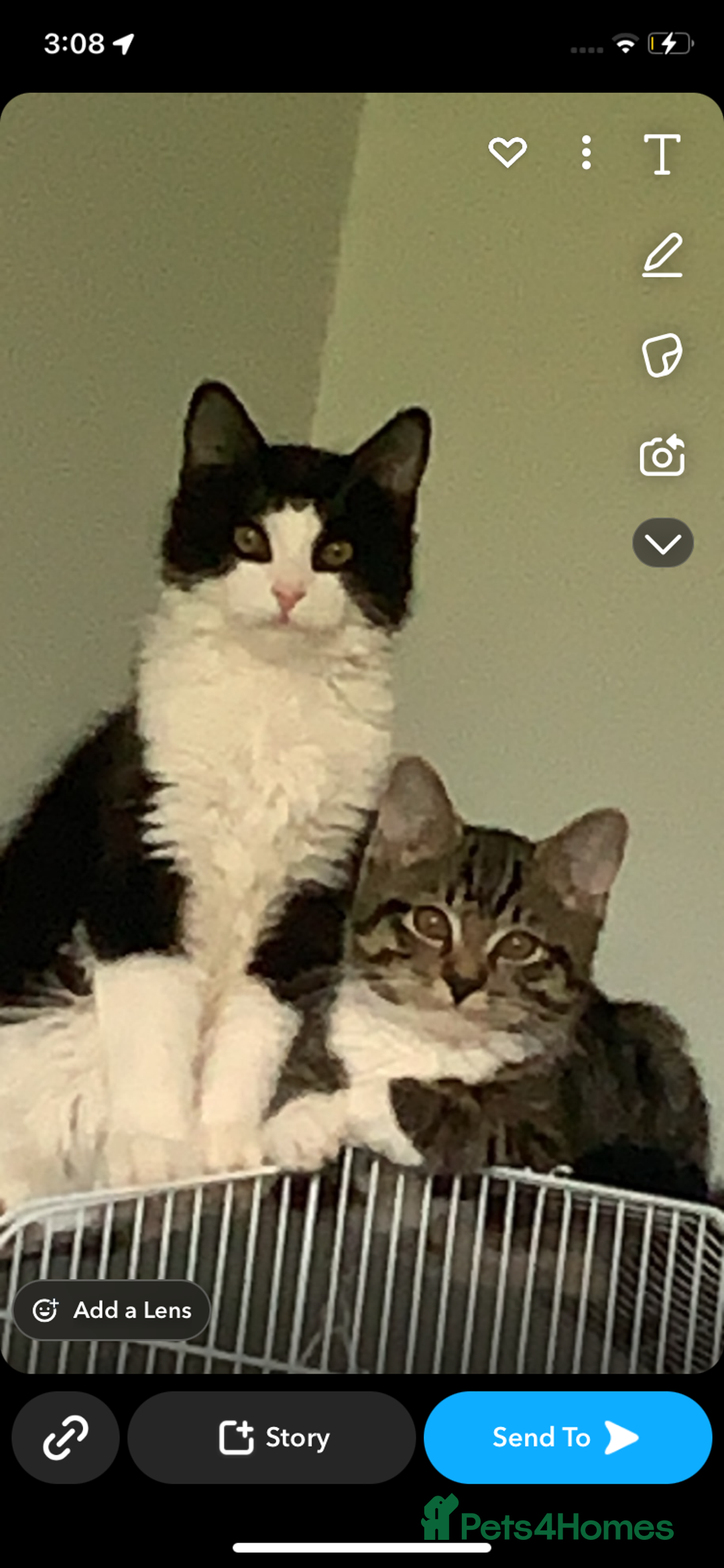 Ragdoll cats for sale: Two cats for sale  - Image 1