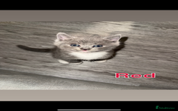 Mixed Breed cats for sale: 🐾 British Short Hair X Ragdoll Kittens 🐾 - Image 12