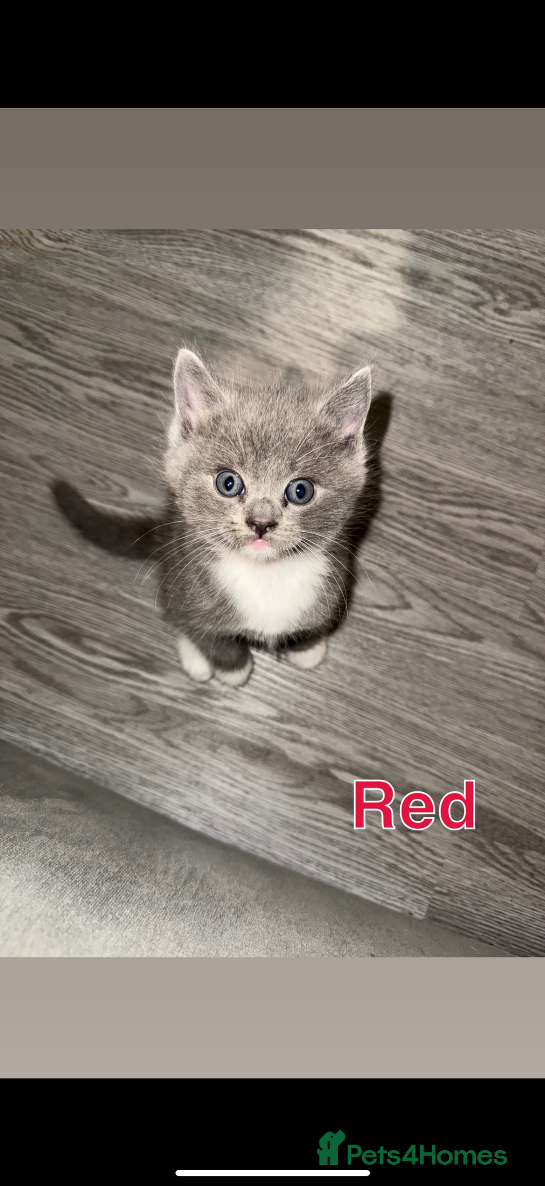 Mixed Breed cats for sale: 🐾 British Short Hair X Ragdoll Kittens 🐾 - Image 12