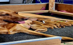 Labrador Retriever dogs for sale: KC Registered Fox Red Labrador Puppies - Image 6