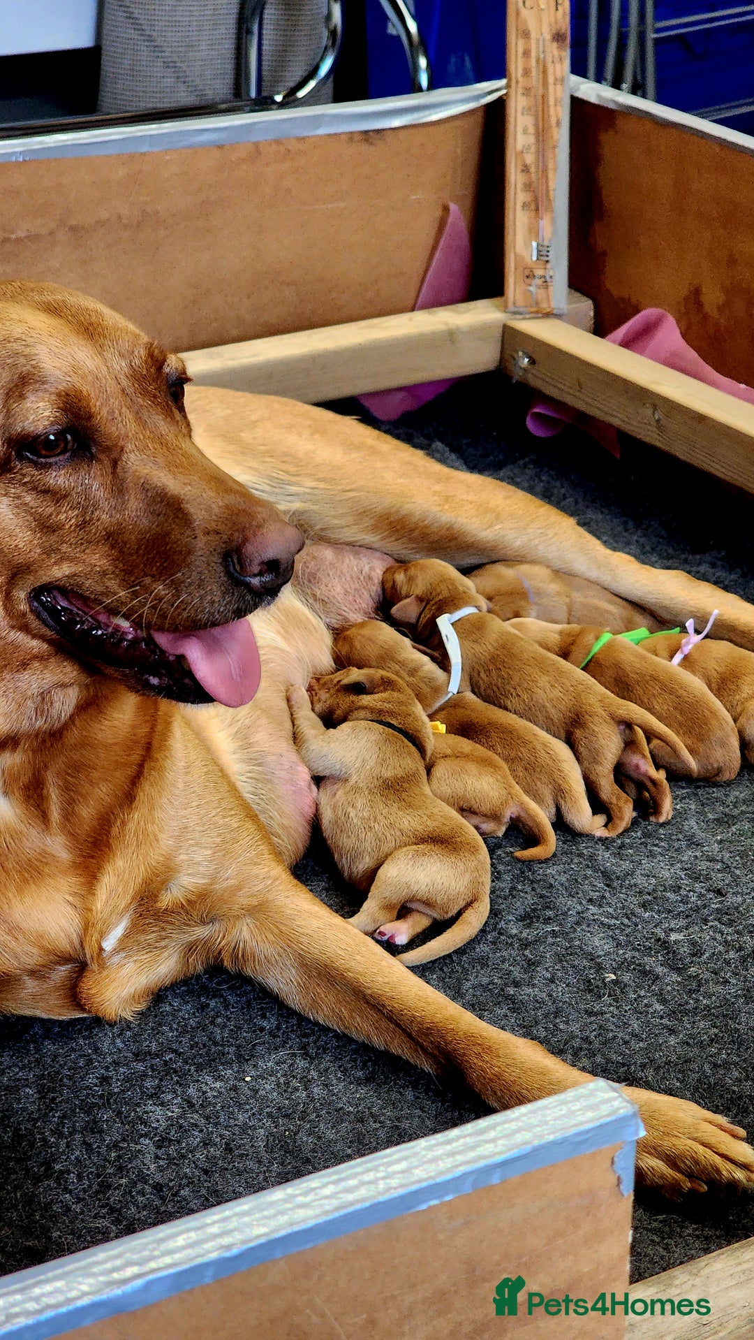 Labrador Retriever dogs for sale: KC Registered Fox Red Labrador Puppies - Image 6