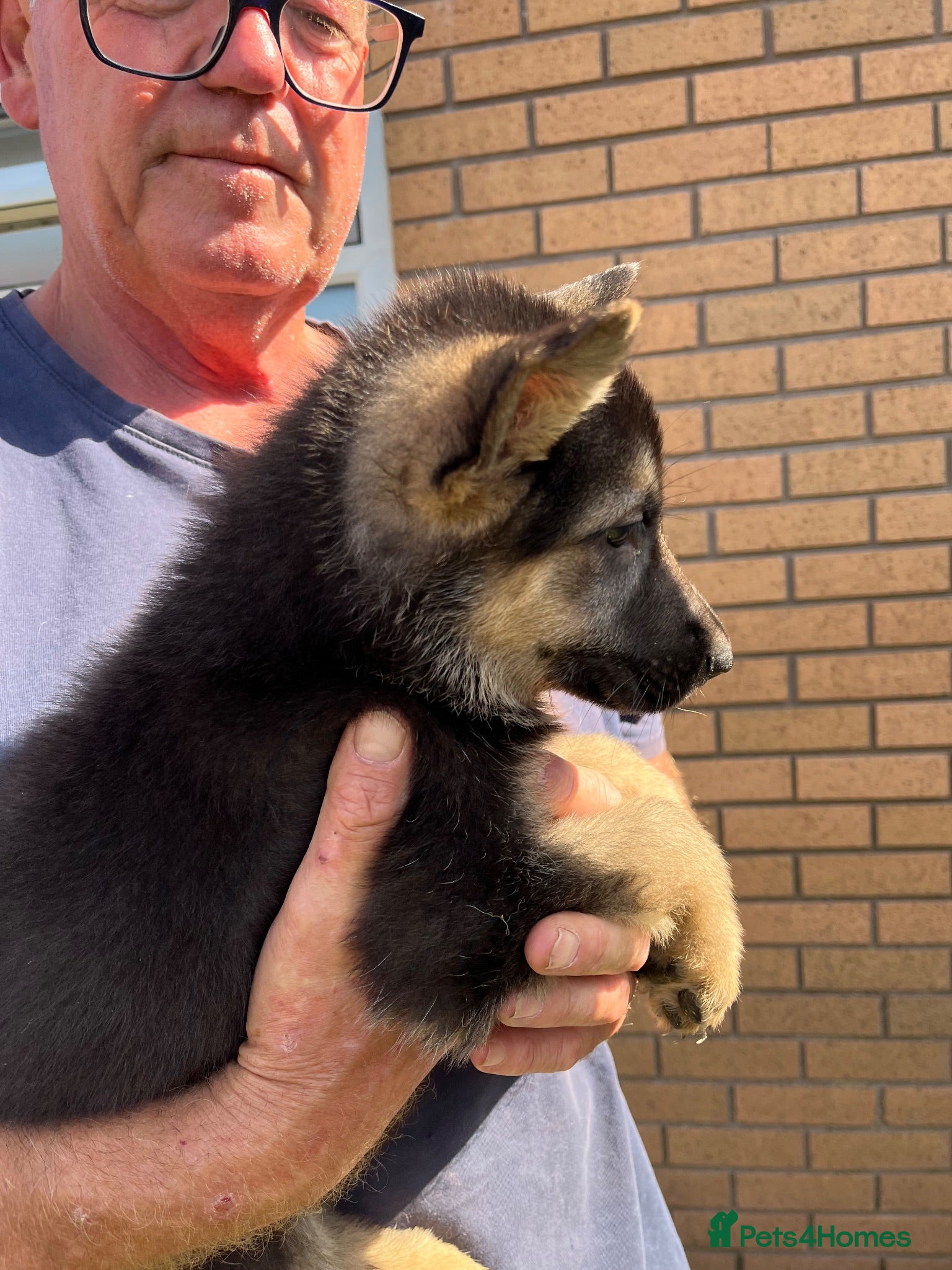 German Shepherd dogs Big Beautiful straight back German Shepherd Pups - Advert 2