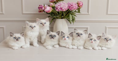 Ragdoll cats - Advert 10