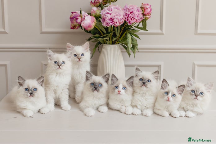 Ragdoll cats - Advert 4