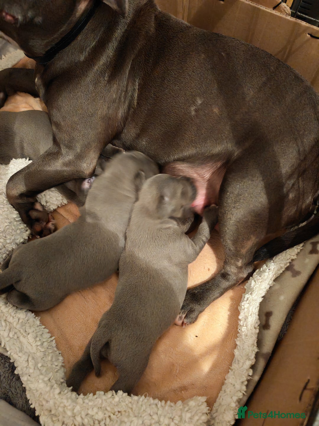 Staffordshire Bull Terrier dogs for sale: Blue chunky Staffordshire pups - Advert 17
