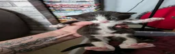 Mixed Breed cats for sale: Kittens - Advert 2