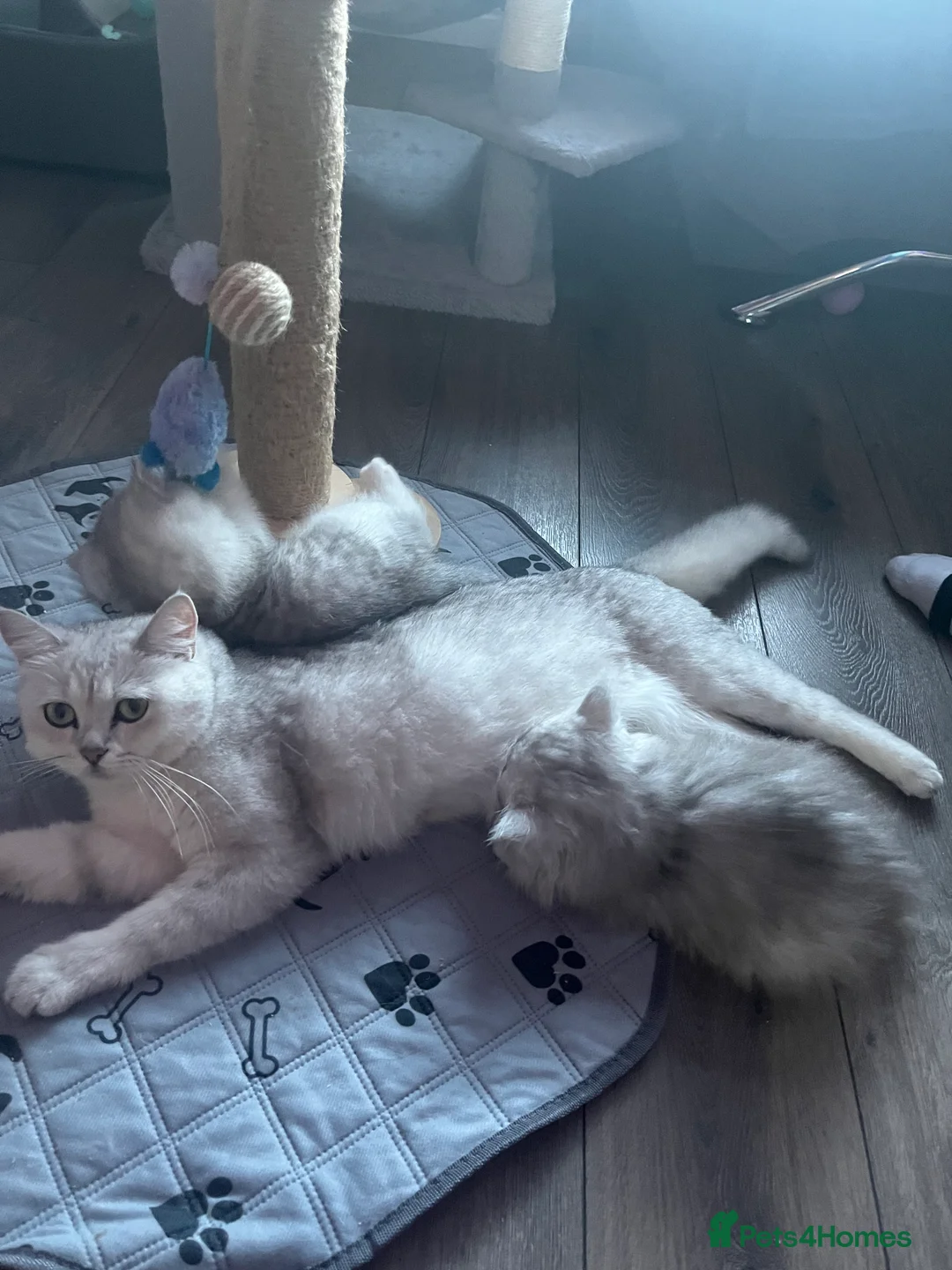 Scottish Fold cats for sale: Jorek  in Alness - Advert 2