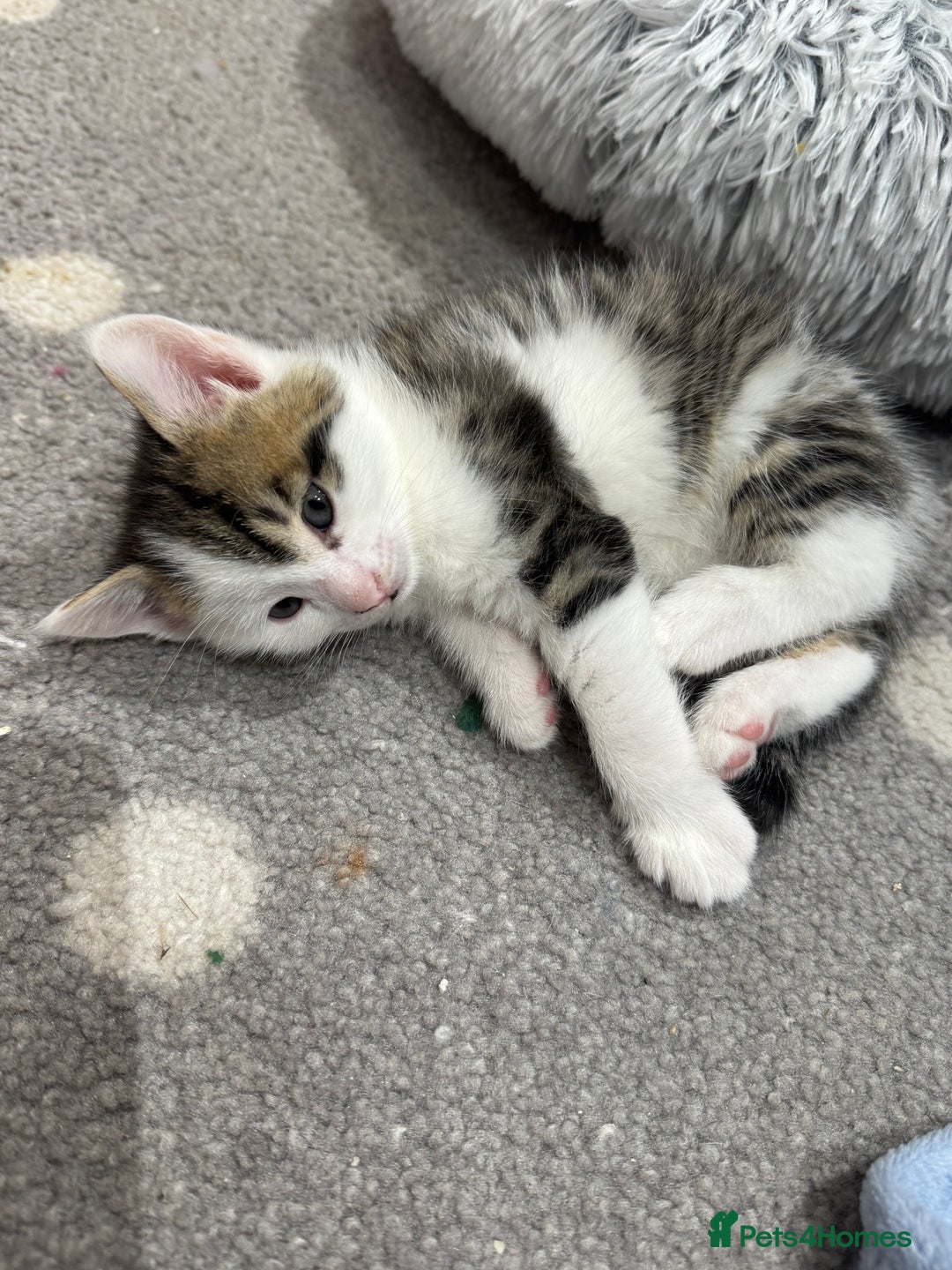 Mixed Breed cats for sale: Bengal cross kittens  - Advert 7