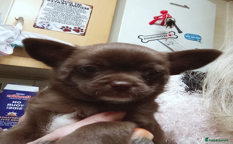 Chihuahua dogs Chihuahua boy puppy  - Advert 16