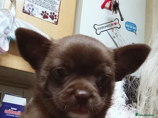 Chihuahua dogs Chihuahua boy puppy - Advert 5