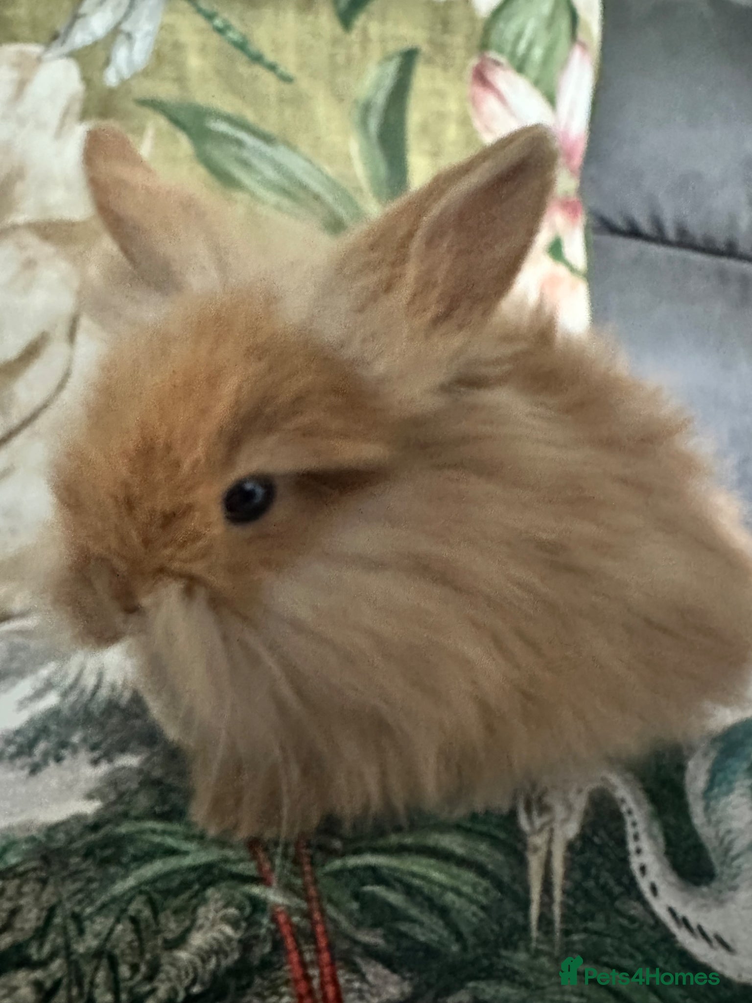 Mini Lion Lop rabbits Last  girl double coated mini lion lop - Advert 1