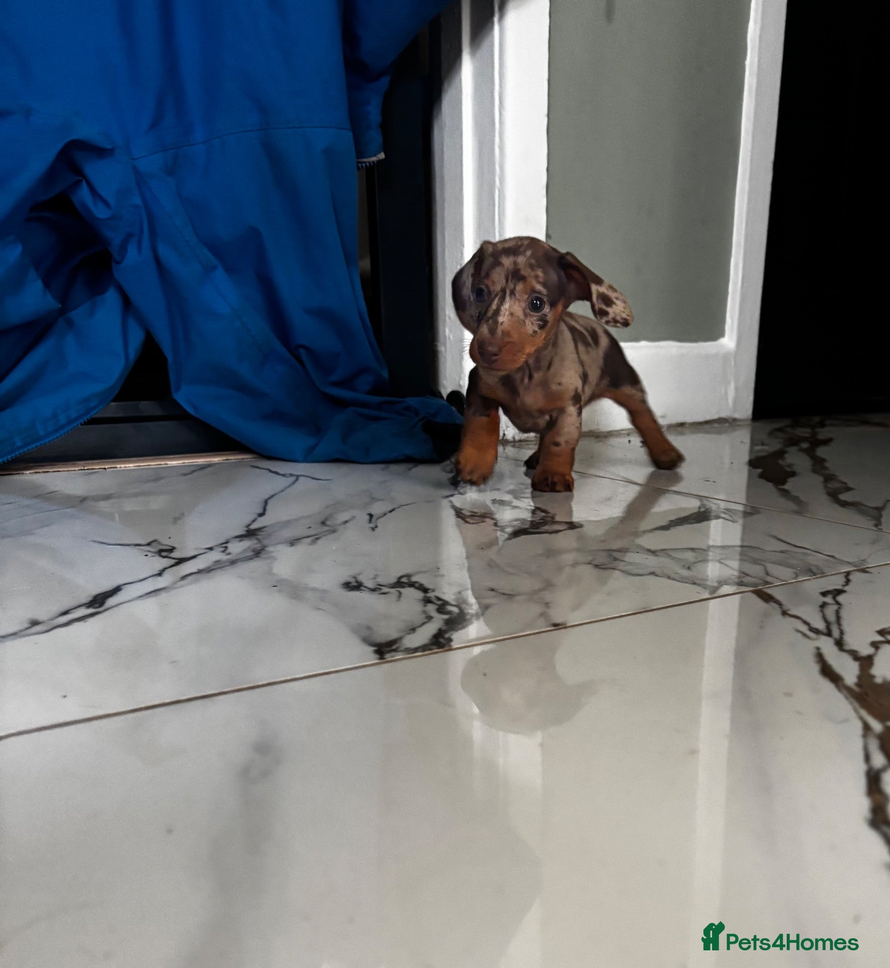 Miniature Dachshund dogs Tiny Miniature Dachshunds for sale!!!  - Advert 6