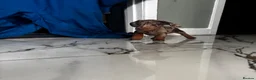 Miniature Dachshund dogs for sale: Tiny Miniature Dachshunds for sale!!!  - Advert 2