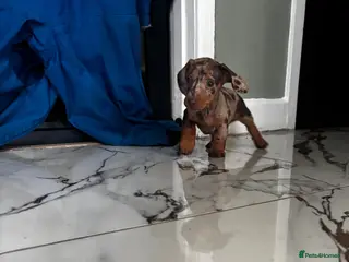 Miniature Dachshund dogs Tiny Miniature Dachshunds for sale!!! - Advert 5
