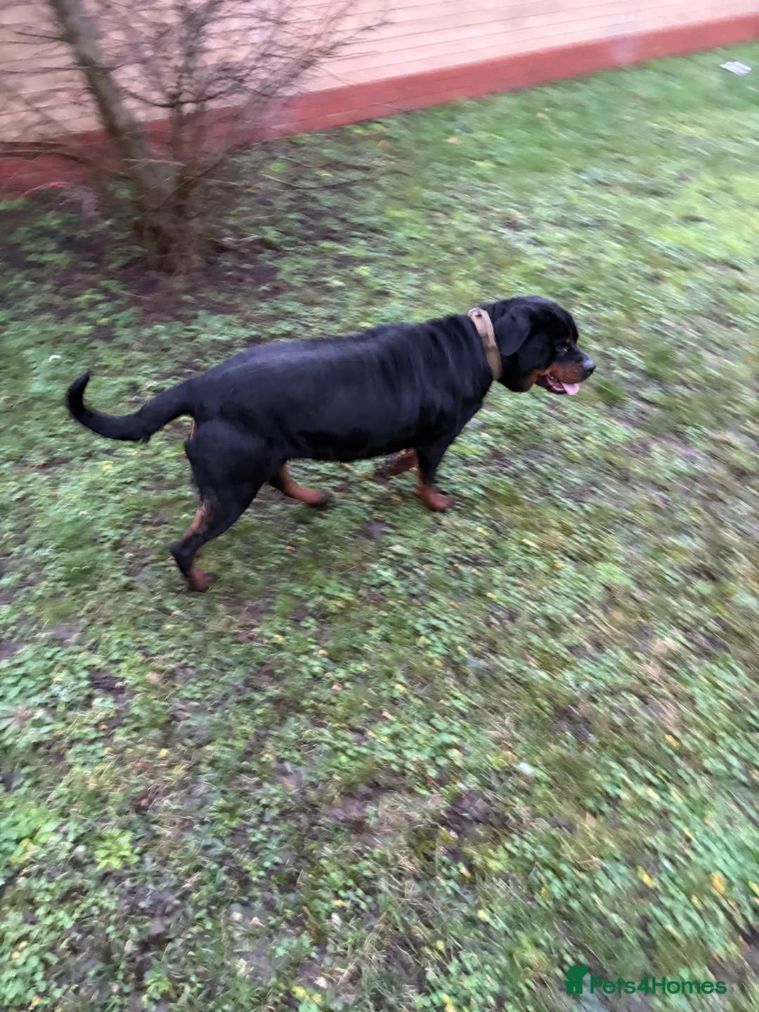 Rottweiler dogs for sale: Kc reg Rottweiler female  - Advert 5