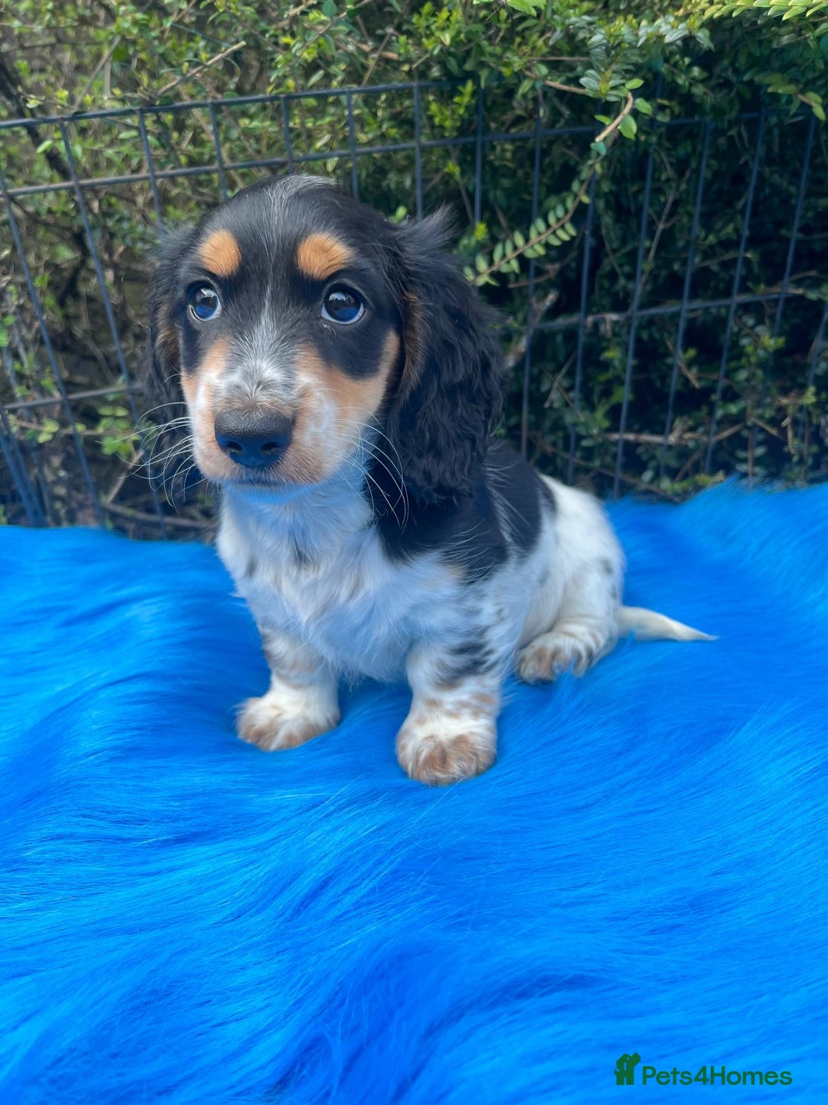 Miniature Dachshund dogs Beautiful KC reg Piebald Dachshunds - Advert 3
