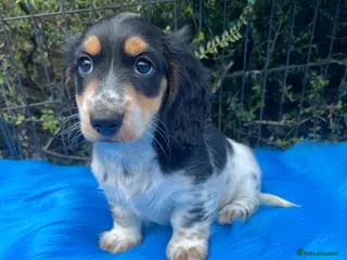 Miniature Dachshund dogs Beautiful KC reg Piebald Dachshunds - Advert 4