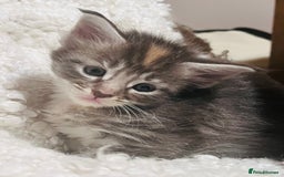 Maine Coon cats for sale: Beautiful Maine Coon babies - Image 4
