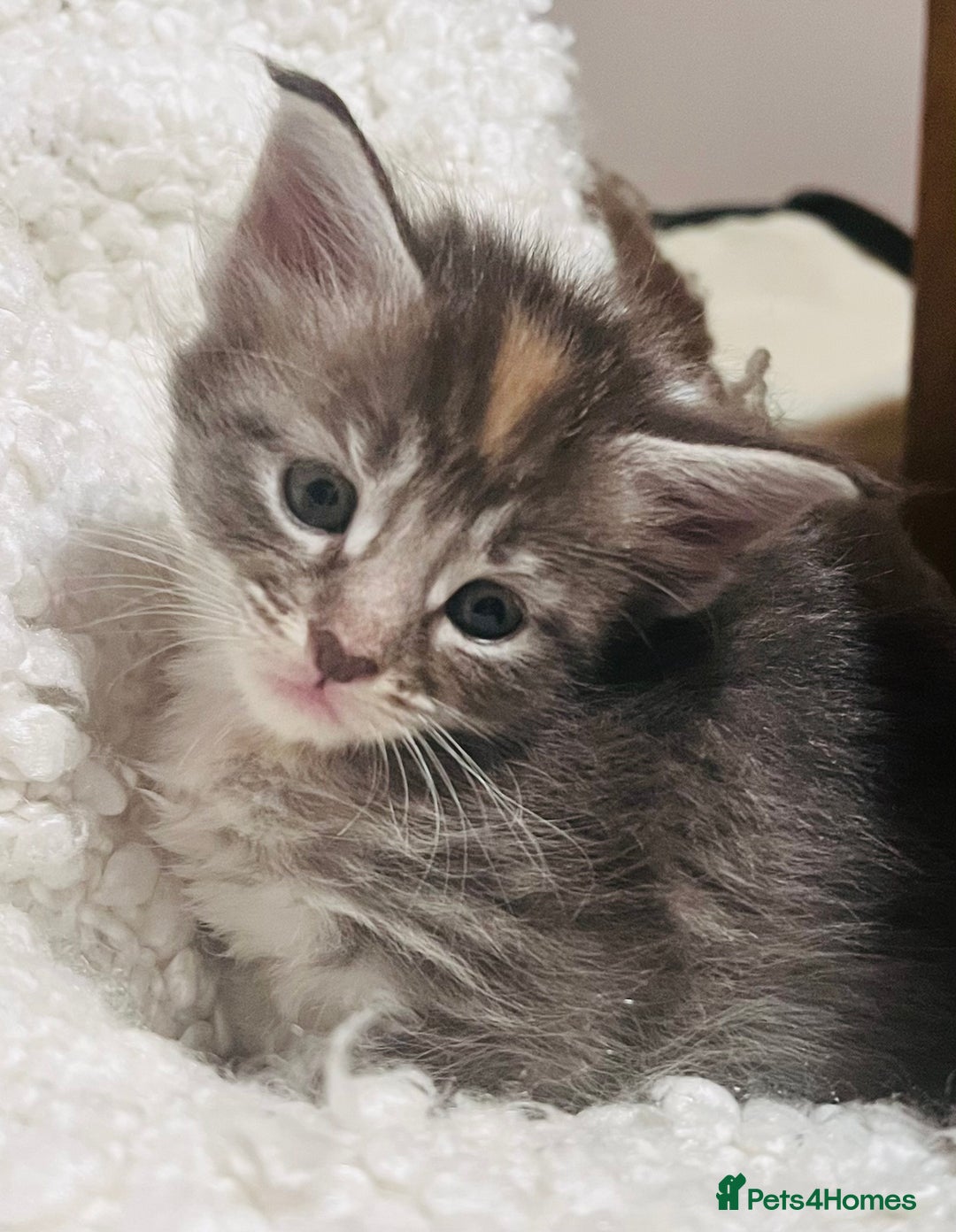 Maine Coon cats for sale: Beautiful Maine Coon babies - Image 4