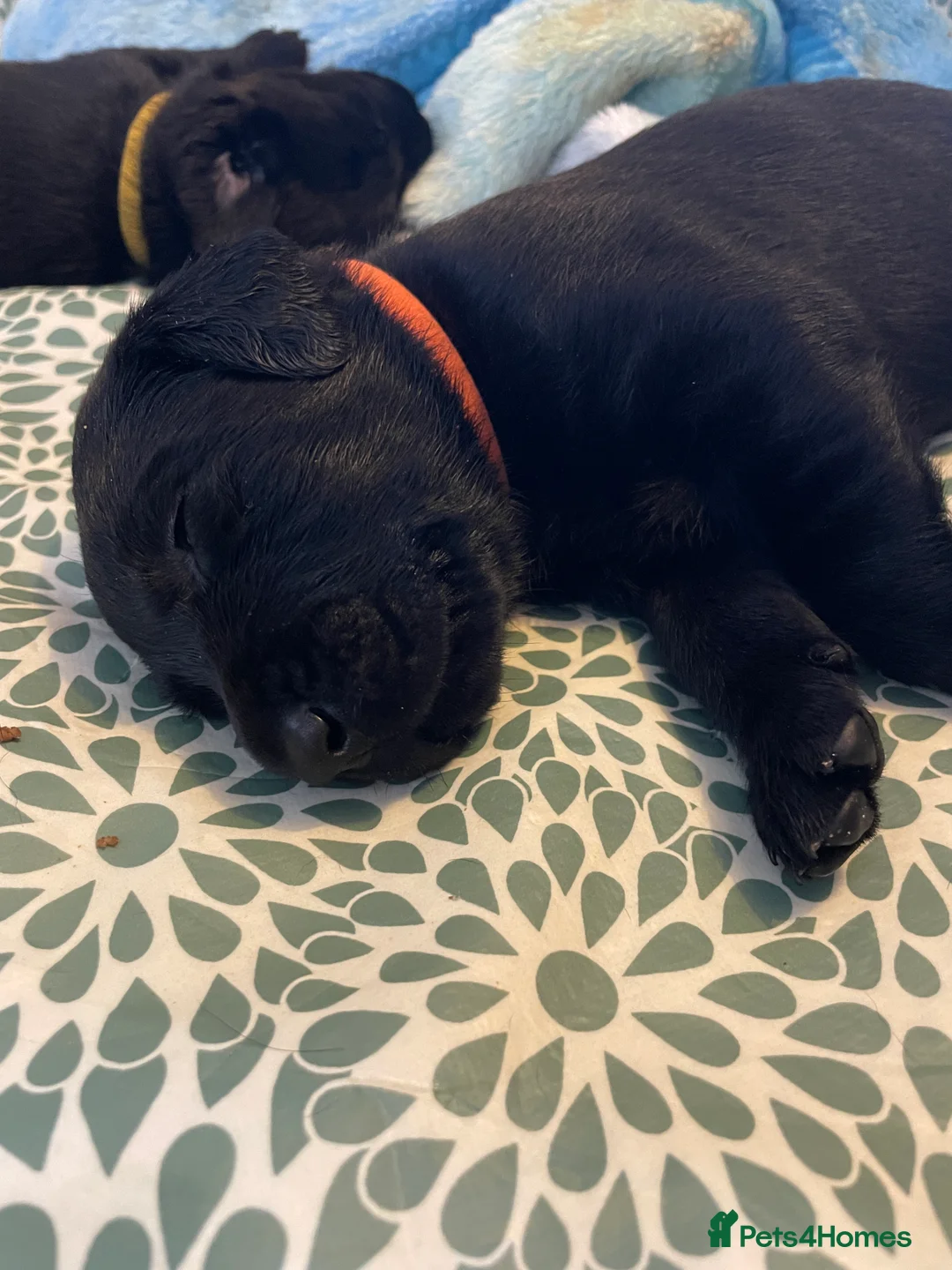 Labrador Retriever dogs for sale: FtCh Fendawood Pioneer x Inka Squamscott (Imp US) - Advert 15