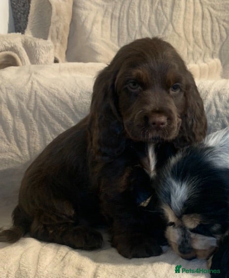 Cocker Spaniel dogs Stunning Show Type Cocker spaniels Ready Now!!  - Advert 5