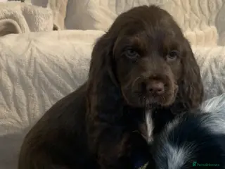 Cocker Spaniel dogs Stunning Show Type Cocker spaniels Ready Now!! - Advert 5