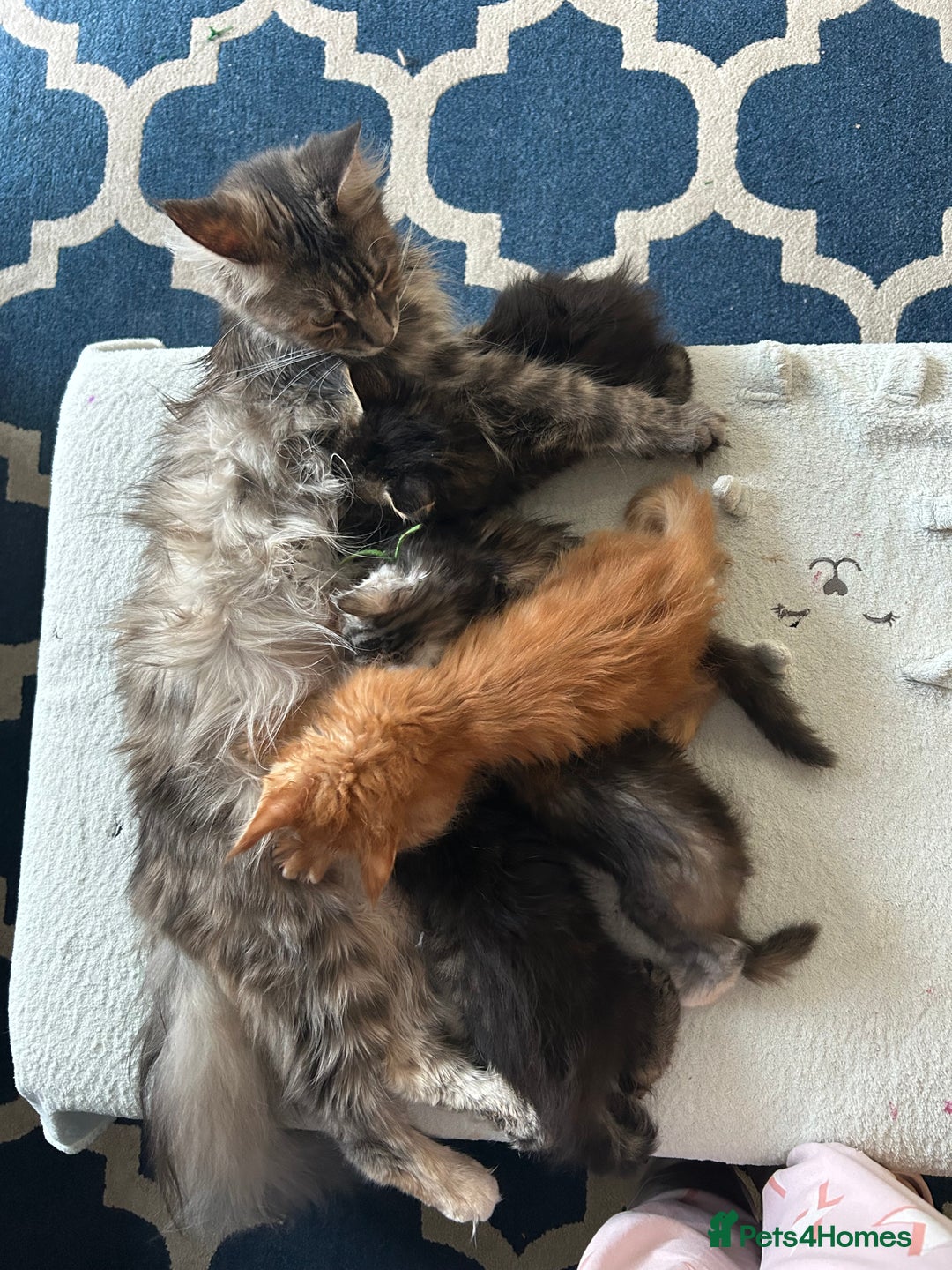 Maine Coon cats for sale: Pedigree MaineCoon Kittens - Image 2