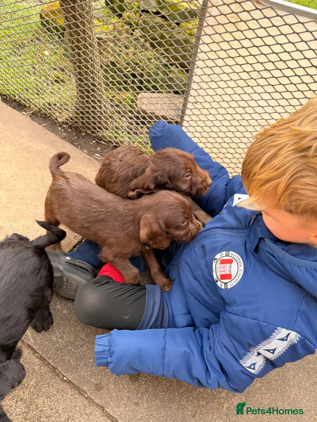 Mixed Breed dogs for sale: Bedlington x cocker  - Advert 2