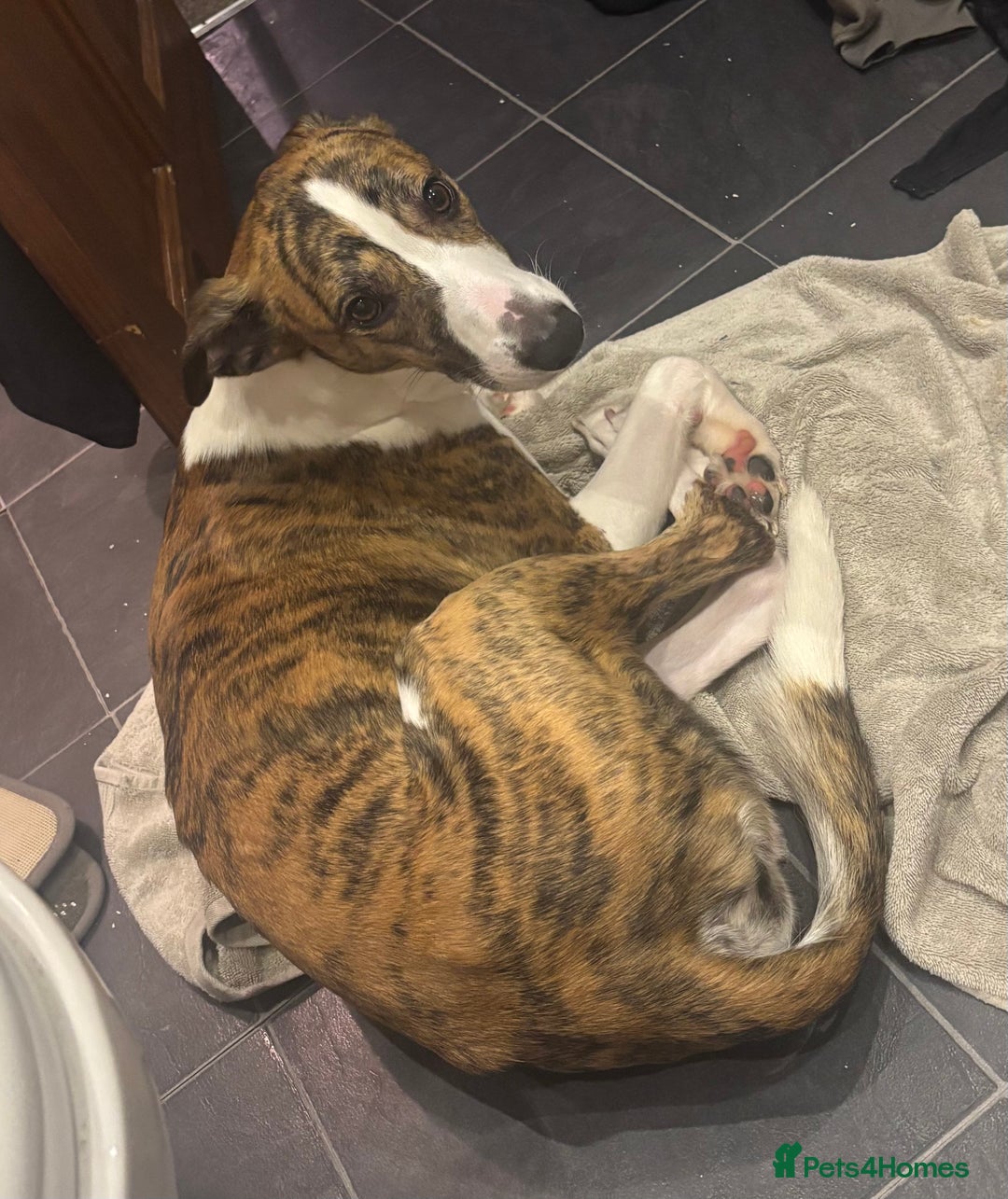 Mixed Breed dogs for sale: Whippet x Collie called Neo - Image 1