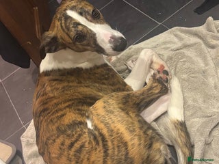 Mixed Breed dogs - Advert 13